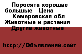Поросята хорошие большые › Цена ­ 2 500 - Кемеровская обл. Животные и растения » Другие животные   